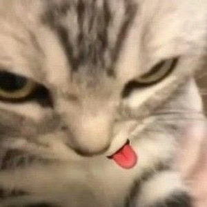 Meet your Posher, Sophia